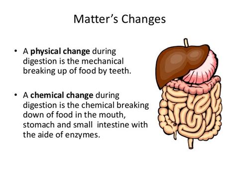 Is Digesting Food a Chemical Change or Physical?